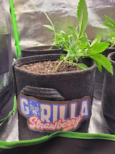 Growreport Bild 17