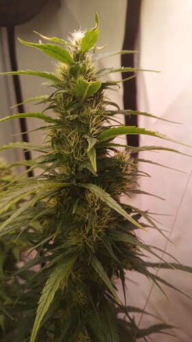 Growreport Bild 5