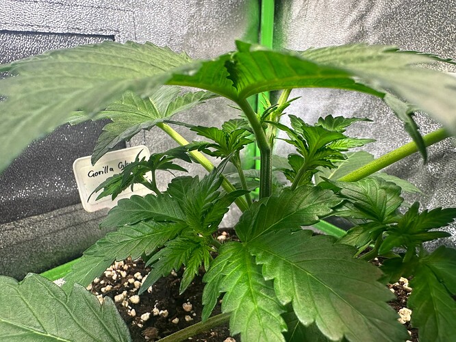 Growreport Bild 32