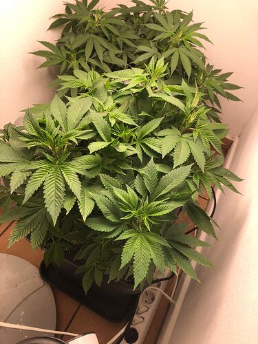 Growreport Bild 4