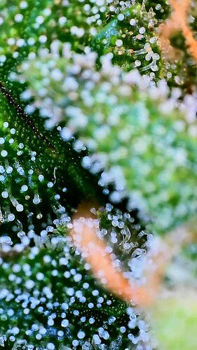 Growreport Bild 4