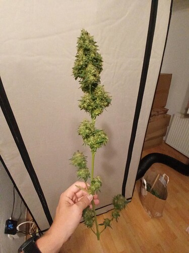 Growreport Bild 5