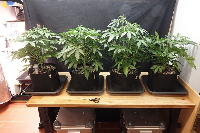 Growreport Bild 17