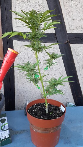 Growreport Bild 9