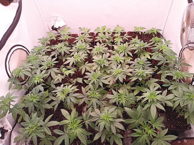 Growreport Bild 6