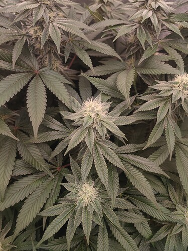 Growreport Bild 75