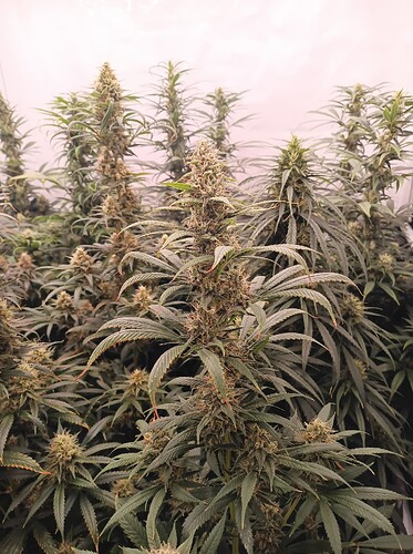 Growreport Bild 35