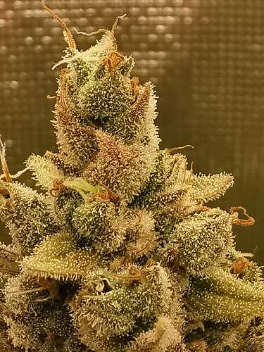 Growreport Bild 15