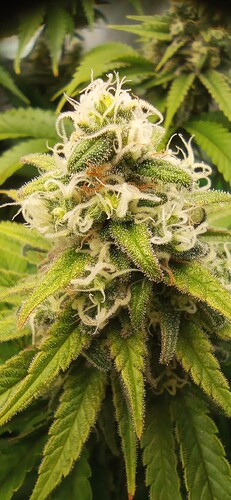 IMG_20240202_133139_1