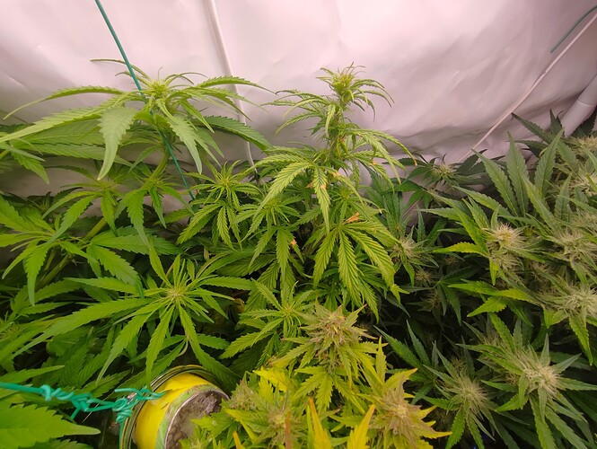 Growreport Bild 79