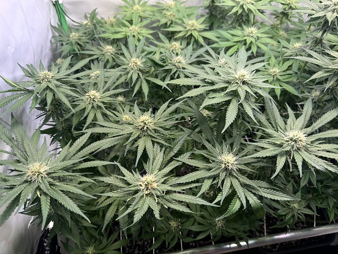 Growreport Bild 11