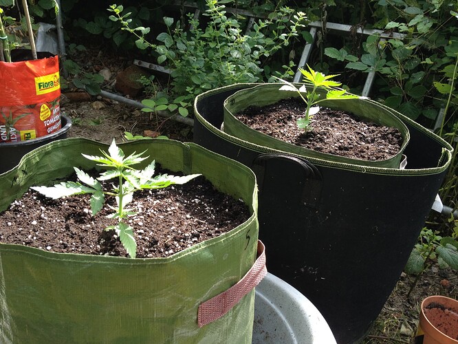 Growreport Bild 63