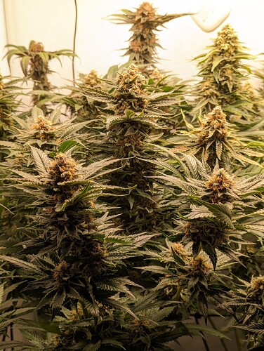 Growreport Bild 3