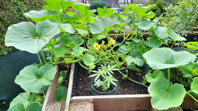 Growreport Bild 37