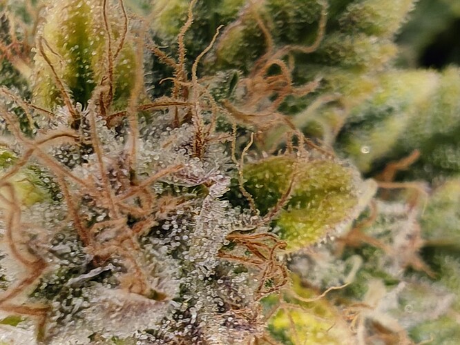 Growreport Bild 66