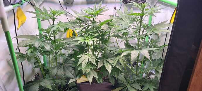 Growreport Bild 1