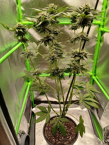 Growreport Bild 7