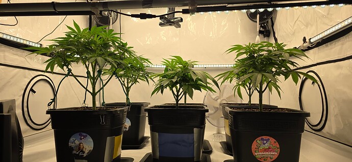 Growreport Bild 41
