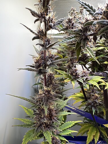 Growreport Bild 3