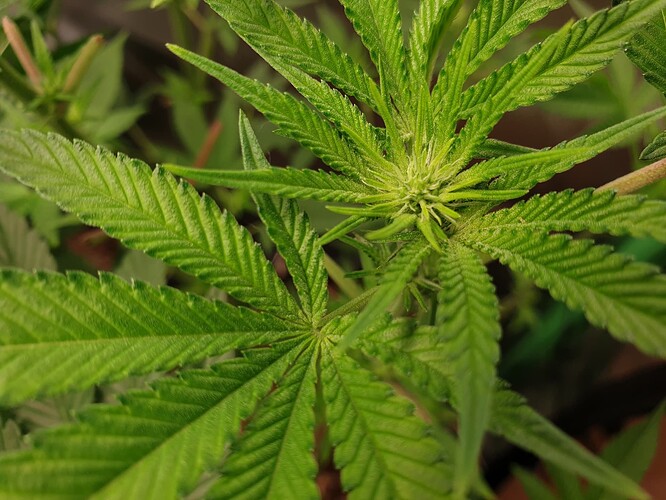 Growreport Bild 3