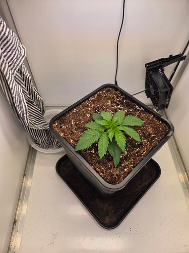 Growreport Bild 6