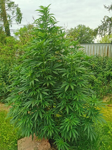 Growreport Bild 3