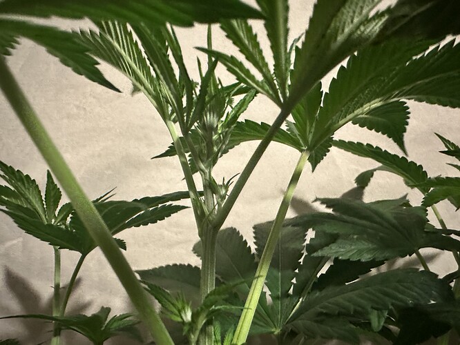 Growreport Bild 4