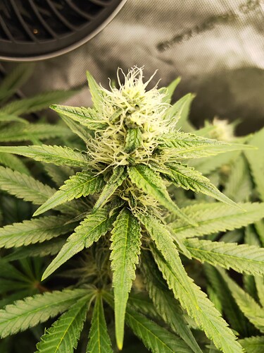 Growreport Bild 3