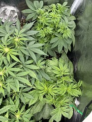 Growreport Bild 9
