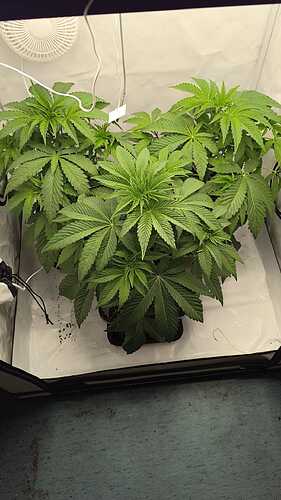 Growreport Bild 5