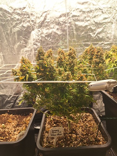 Growreport Bild 18