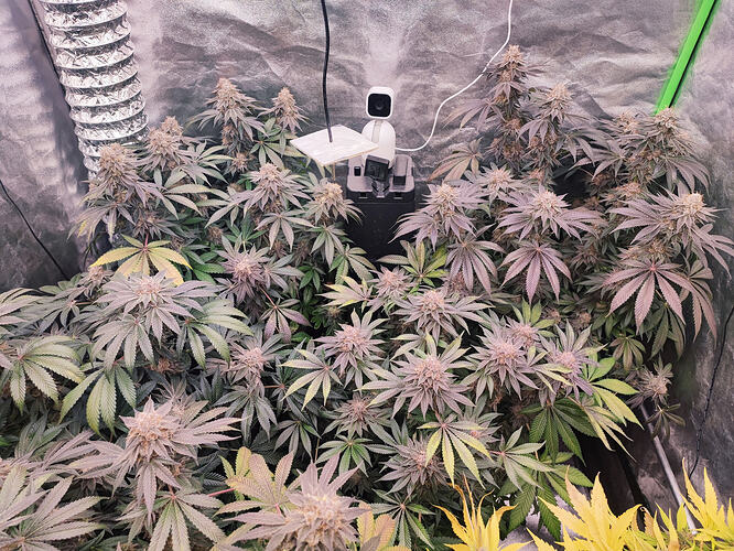 Growreport Bild 39