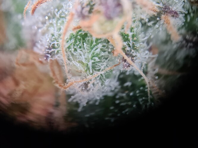 Growreport Bild 31