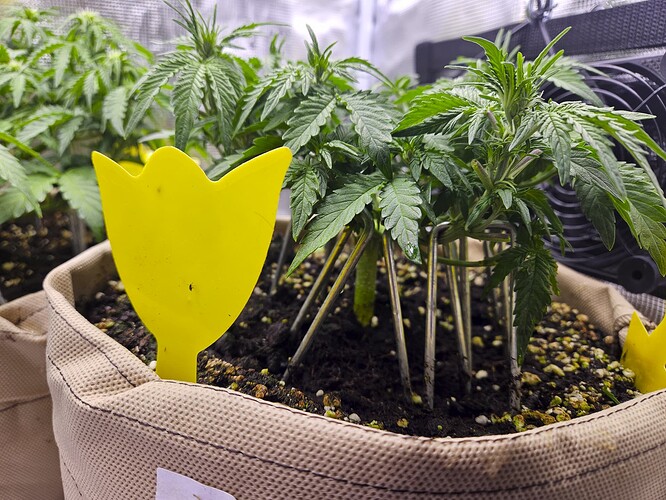Growreport Bild 52