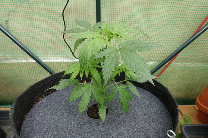 Growreport Bild 9