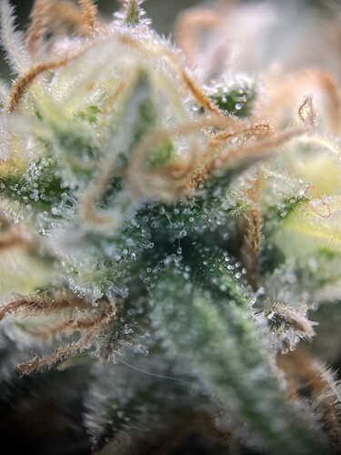 Growreport Bild 12