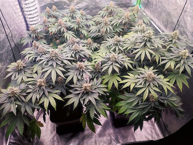 Growreport Bild 17
