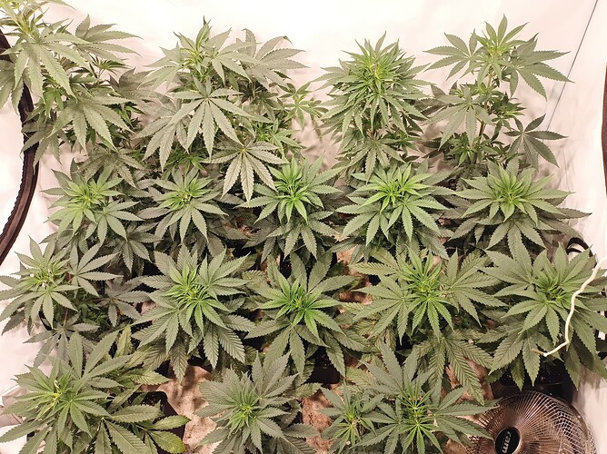 Growreport Bild 7