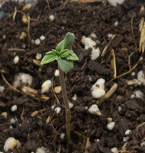 Growreport Bild 4