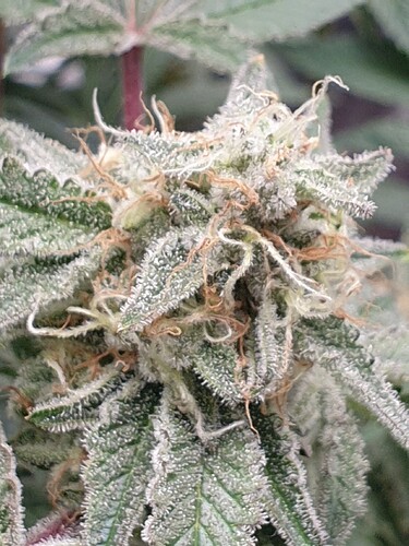 Growreport Bild 3