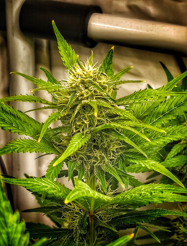 Growreport Bild 9