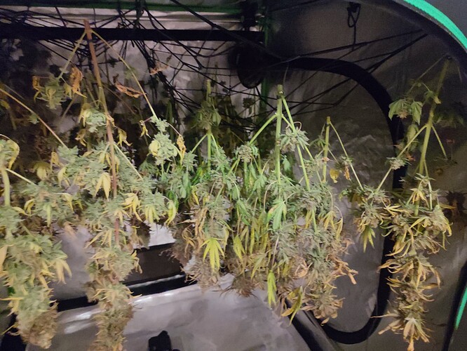 Growreport Bild 152