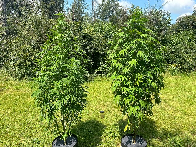 Growreport Bild 28