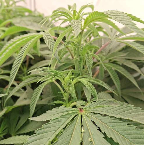 Growreport Bild 15