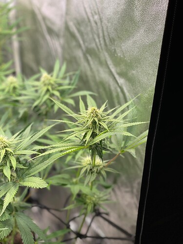 Growreport Bild 27