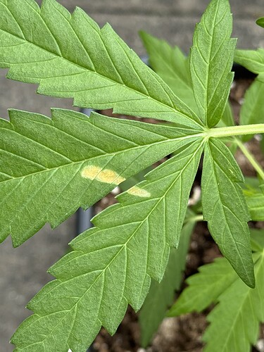 Growreport Bild 3