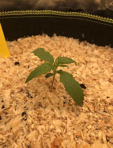 Growreport Bild 1