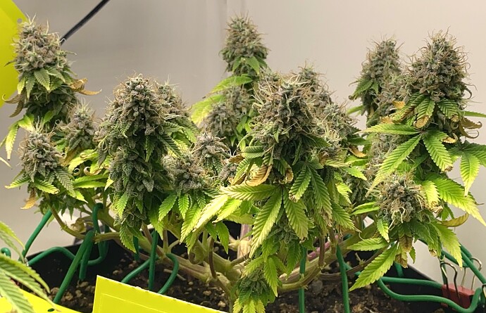 Growreport Bild 2