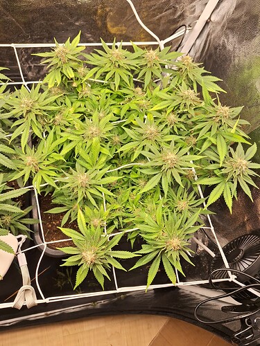 Growreport Bild 3