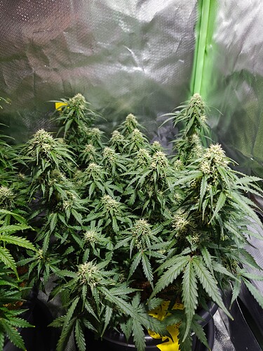 Growreport Bild 8